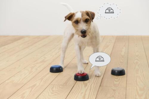 Tlacidla_pre_vycvik_psov_odp.cena_14.99--2